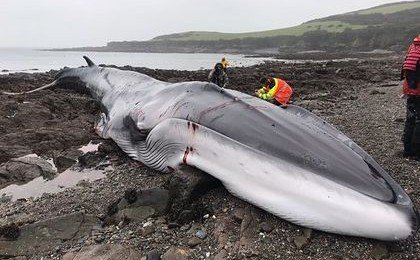 На морском побережье нашли 18-метрового кита