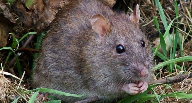 Названы останки доисторической крысы размером с человека