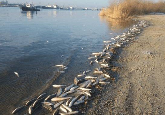 РОСТОВ. Названа основная версия массовой гибели рыбы в Ростове
