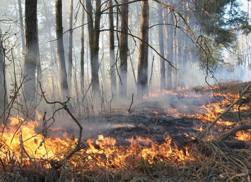 ИНГУШЕТИЯ. В селе Алхасты Ингушетии ликвидировали лесной пожар
