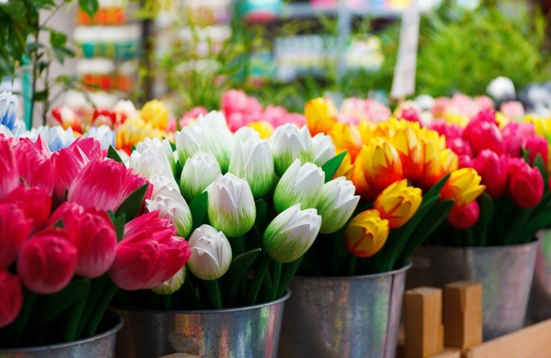 Нидерланды уничтожают миллионы цветов