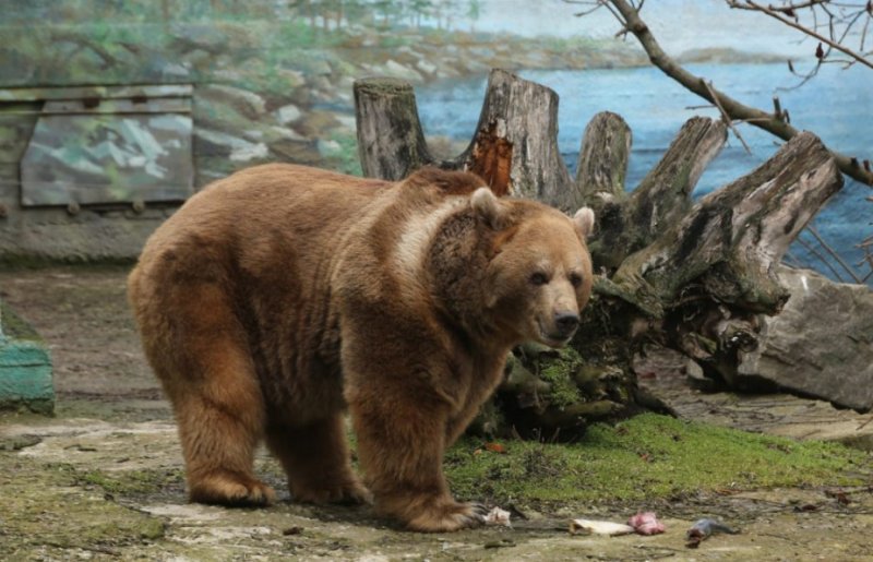 РОСТОВ. В донском зоопарке проснулся медведь Андрюша