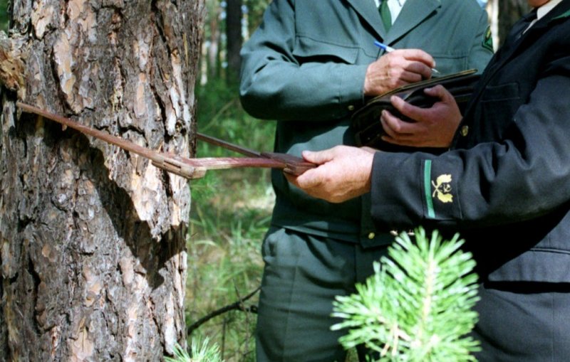 В Дагестане инвентаризируют лес