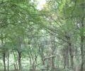 ЧЕЧНЯ. Центр защиты леса Чеченской Республики готов к полевым работам по выполнению государственного задания на 2020 год