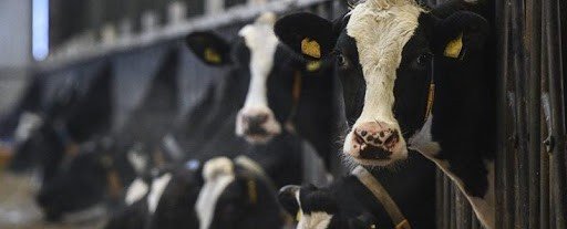 ЧЕЧНЯ. В ЧР отмечен рост производства мяса крупного рогатого скота за январь-март 2020 года