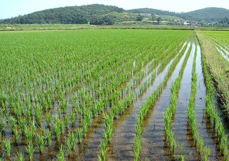 КРАСНОДАР. В Краснодарском крае увеличено количество площадей под сев риса