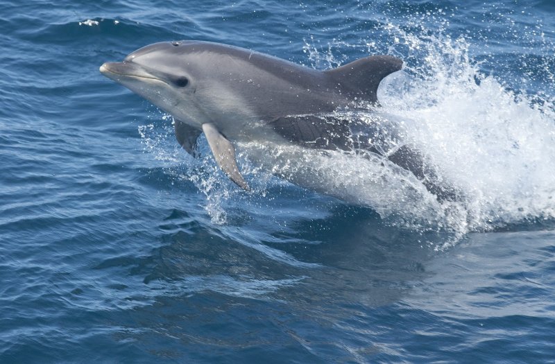 КРАСНОДАР. В Краснодарском крае за три месяца погибло более 60 дельфинов