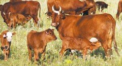 СТАВРОПОЛЬЕ. На Ставрополье идёт прирост в мясном скотоводстве