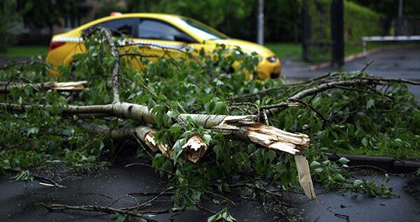 В Москве в среду ветер повалил 210 деревьев