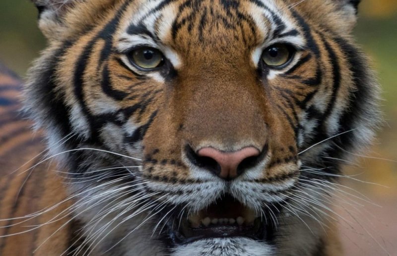 В зоопарке Нью-Йорка коронавирус выявлен еще у семи тигров и львов