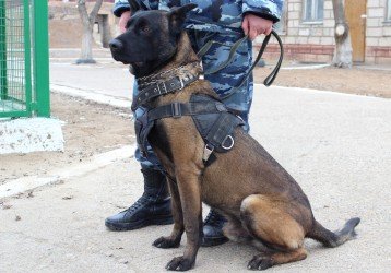 АСТРАХАНЬ. В Астраханской области служебная полицейская собака нашла наркотики у сельчанина