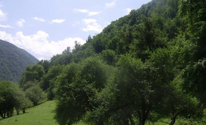 ЧЕЧНЯ. В Чеченской Республике обследуют граничащие с лесными массивами территории