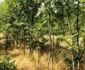 ЧЕЧНЯ. Выйдем в лес деревья посчитать! В июне начинаются полевые работы по оценке характеристик молодых лесных насаждений