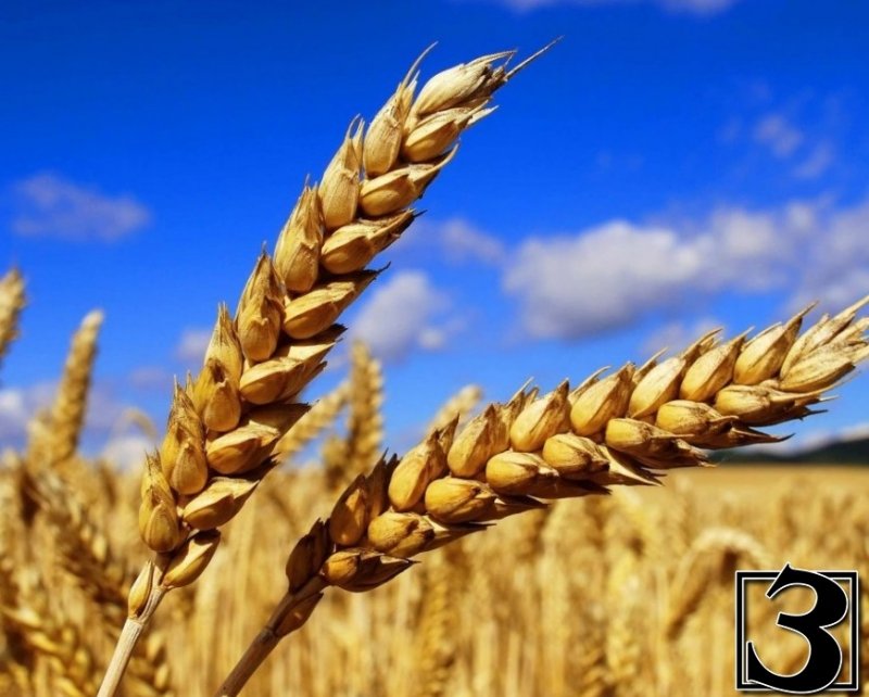 ДАГЕСТАН. Россельхознадзор Дагестана забраковал 28,5 тонны зерновых