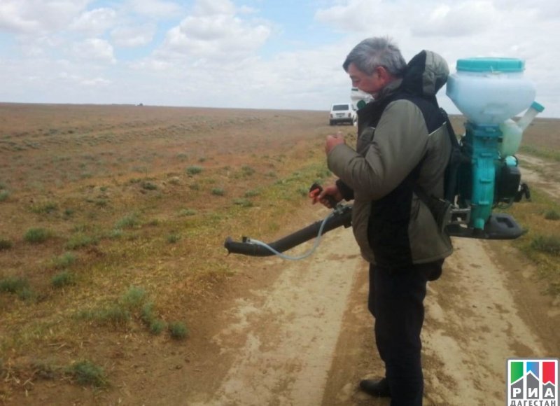 ДАГЕСТАН. В Дагестане обследовали свыше 83 тысяч гектаров сельхозземель на наличие саранчи