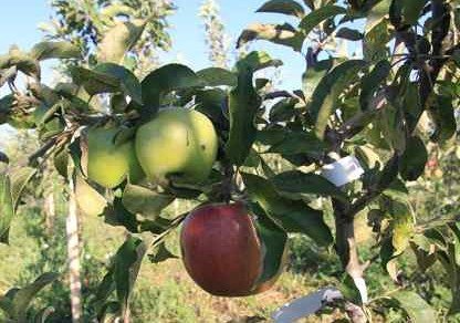 КЧР. 10000 саженцев плодовых деревьев получат многодетные семьи Карачаево-Черкесии по поручению Рашида Темрезова
