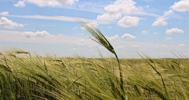 КРЫМ. Глава администрации Джанкойского района Инна Федоренко оценила состояние посевов в районе