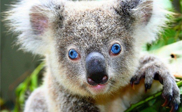 В Австралии пострадавшие от пожаров коалы возвращаются в дикую природу