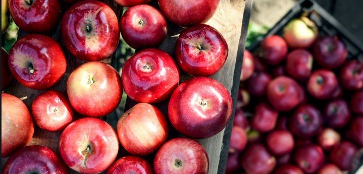ЧЕЧНЯ. Производство яблок в России к 2024 г. вырастет в два раза