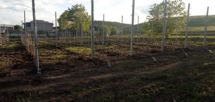 КЧР. В Карачаево-Черкесии стартовали работы по закладке садов интенсивного типа на личных подсобных хозяйствах
