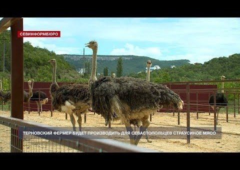 КРЫМ. Терновский фермер будет производить для севастопольцев страусиное мясо