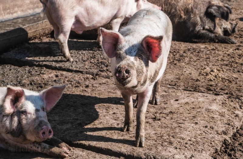 СТАВРОПОЛЬЕ. Уголовное дело после вспышки африканской чумы свиней возбудили на Ставрополье