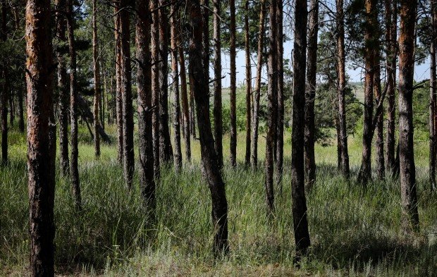 ВОЛГОГРАД. Волгоградец незаконно срубил 30 деревьев, чтобы построить забор