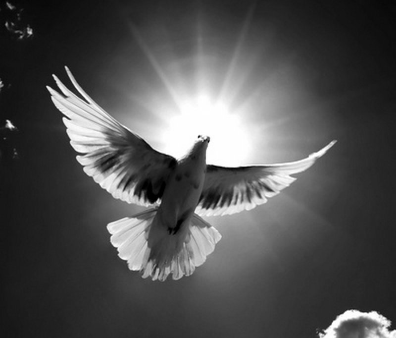 ЧЕЧНЯ. Чеченский «Машар (мир)» и «голубь мира».