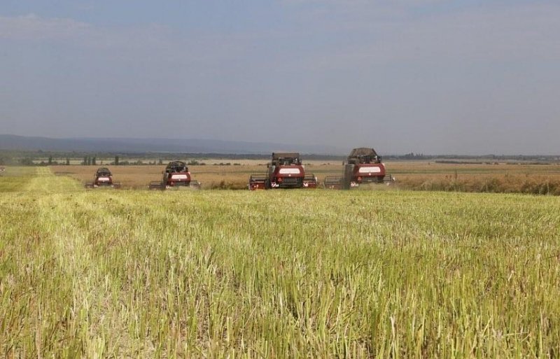 ЧЕЧНЯ. Аграрии Чеченской Республики планируют собрать в 2020 году рекордный урожай зерновых