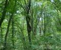 ЧЕЧНЯ. Прогноз состояния лесов Чеченской Республики на второе полугодие 2020 года: 2020 год без очагов насекомых и вредителей…