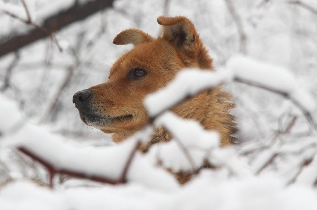 ЧЕЧНЯ. В Чечне бродячая собака в лесу всю ночь грела заблудившегося  мужчину