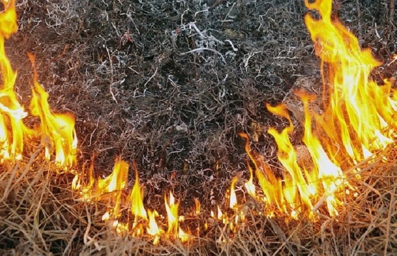 ЧЕЧНЯ. В ЧР с 1 по 8 июля зарегистрировано 124 случая загорания сухой растительности