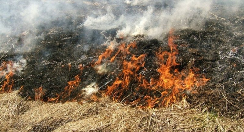 ЧЕЧНЯ. В ЧР с начала года зарегистрировано 98 случаев загорания сухой растительности