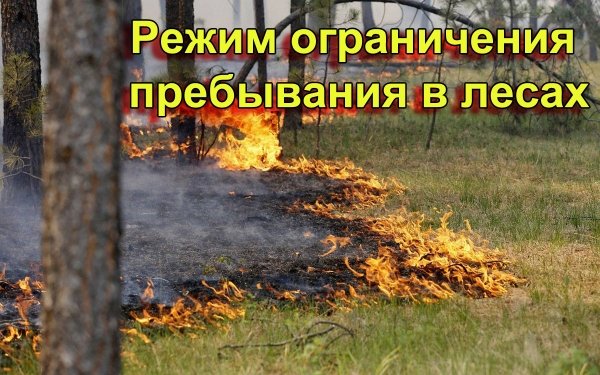 ЧЕЧНЯ.  В лесничествах региона введено ограничение пребывания граждан