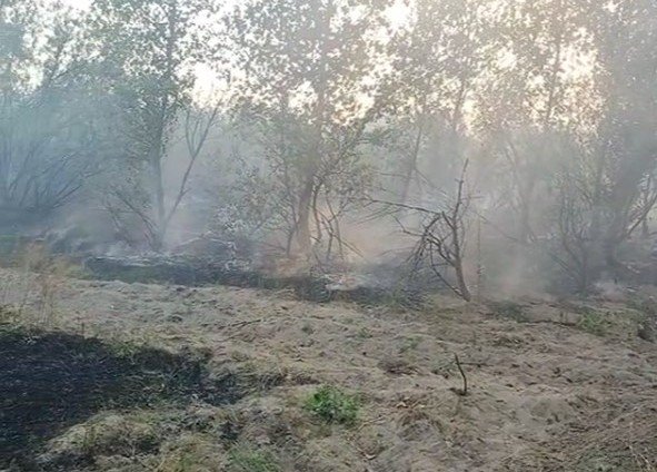 РОСТОВ. В Белокалитвинском районе загорелся лес