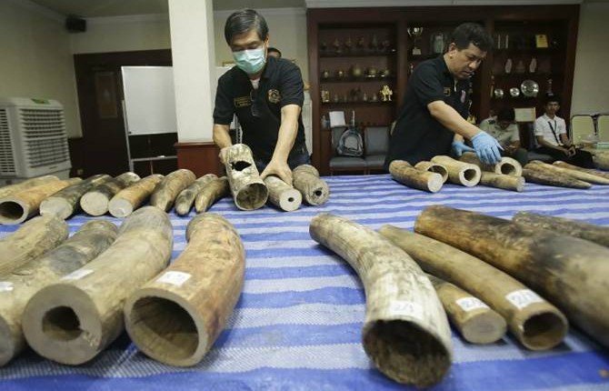 В ООН заявили о снижении незаконного оборота слоновой кости в мире