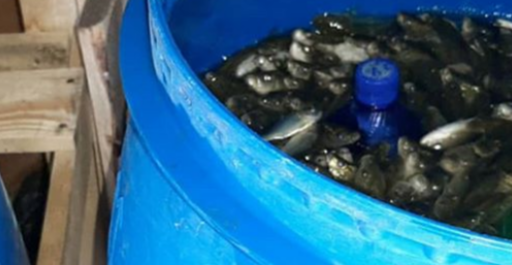 ЧЕЧНЯ. Любители-рыболовы ЧР взялись за спасение рыбных ресурсов