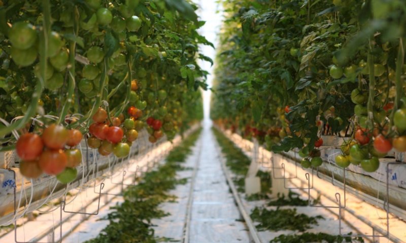 ЧЕЧНЯ. Чеченский агрохолдинг будет поставлять овощи на Ближний Восток