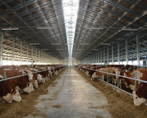 ЧЕЧНЯ.  Россельхознадзор ЧР: новые правила по содержанию крупного рогатого скота вступят в силу с января 2021 года