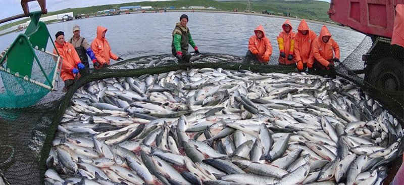 ЧЕЧНЯ. В России рыболовы получают самую высокую зарплату