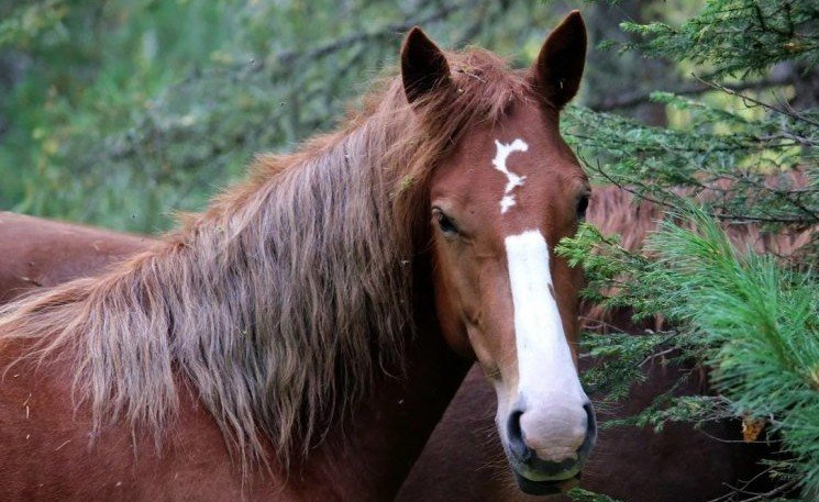 ИНГУШЕТИЯ. В Ингушетии намерены ввести конное патрулирование лесов