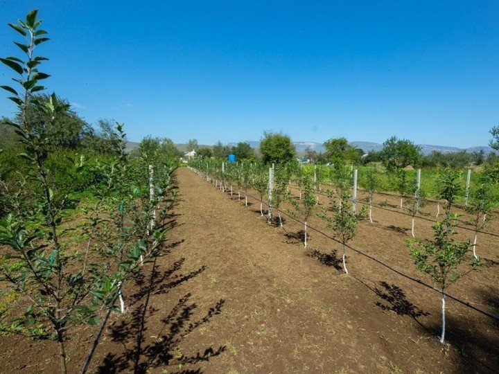 КЧР. В Хабезском районе Карачаево-Черкесии высажены яблоневые сады