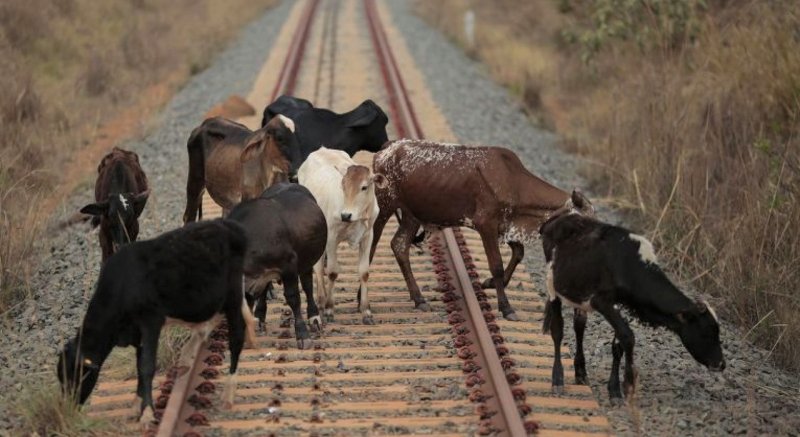 КРЫМ. О запрете выпаса скота у железнодорожных путей