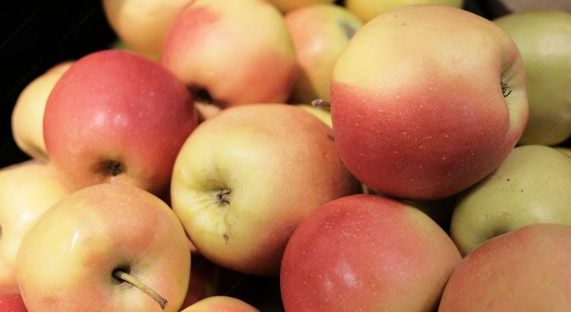 СТАВРОПОЛЬЕ. На Ставрополье собрано более 500 тонн яблок