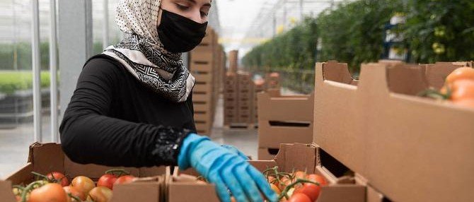 ЧЕЧНЯ. Агрохолдинг из Чечни наладит поставки халяль-овощей на Ближний Восток .