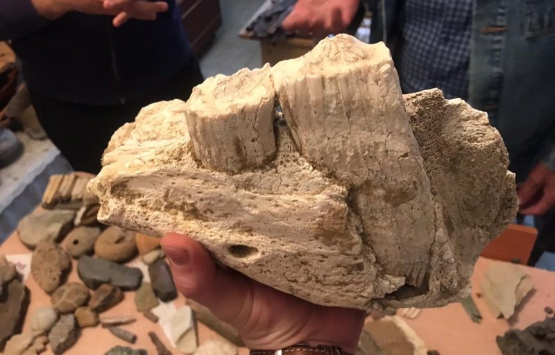 ЧЕЧНЯ. «От ракушек до костей динозавров»: какие находки сделали палеонтологи в горных районах ЧР?