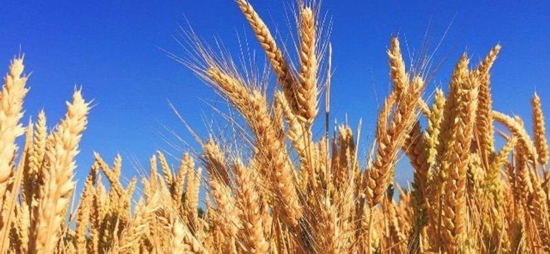 ЧЕЧНЯ. На 1 сентября 2020 года в ЧР собрано более 67% посевов зерновых и зернобобовых культур