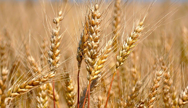 ЧЕЧНЯ. В ЧР увеличился процент сбора зерна с одного гектара земли