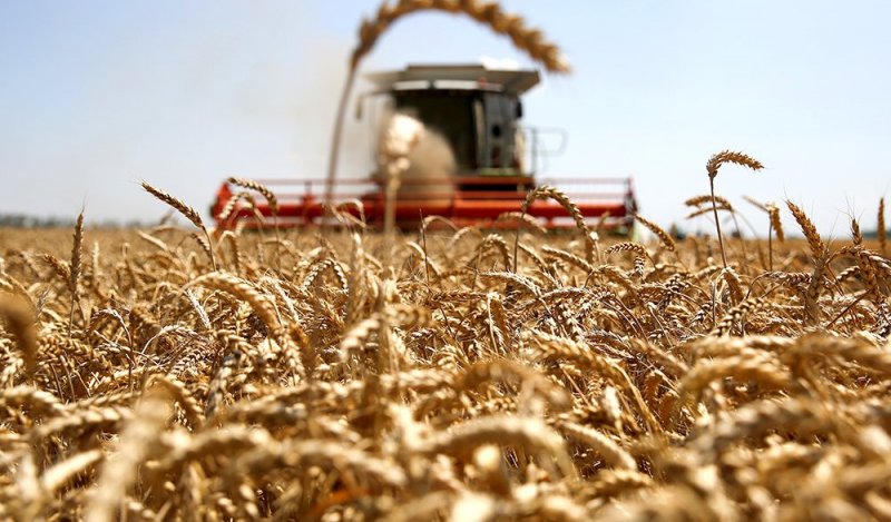 ЧЕЧНЯ. В России прогнозируют 122,5 млн тонн урожая