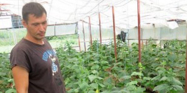 ЧЕЧНЯ.  В Чечне созрел первый урожай земляного ореха